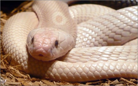 Albino Monocled Cobra - angry, animal, reptile, snake, green, desktop, wallpaper, animals