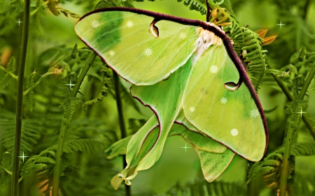 LUNA MOTH IN THE FERNS - nature, creatures, animals, moths, greens, luna moth, wings, ferns