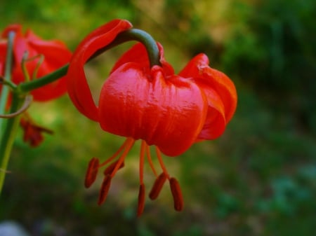 LOVELY LILLUMS - large, flowers, lillum, red, red flower, close up, flower bushes, marco