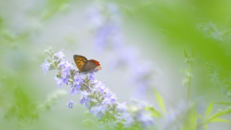 Butterfly - Bugs, Flower, Nature, Flowers