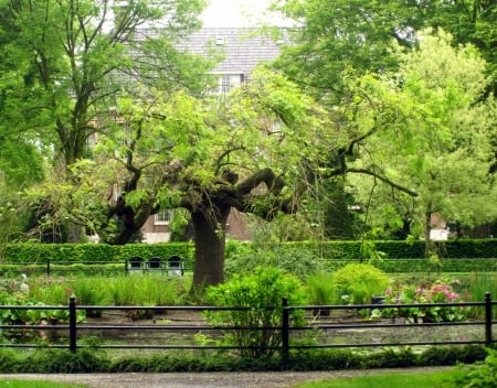 Old tree - trees, pond, beautiful, graden, spring, grass, tree, leafs, nature, green, old