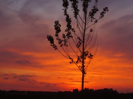 Sunset in may - clouds, trees, blue, beautiful, photography, sunsets, tree, sunset, nature, view, red, cloud, cloudy, sun