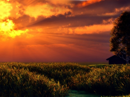 sunset over wheat filed farm house - house, over, sunset, farm