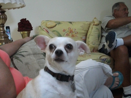 Penni Page - family, pet, chihuahua, dog