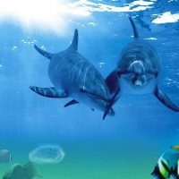 Dolphins