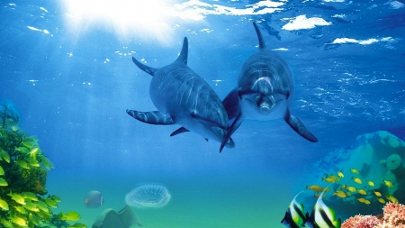 Dolphins - beauty, dolphins, nature, aquatic animals