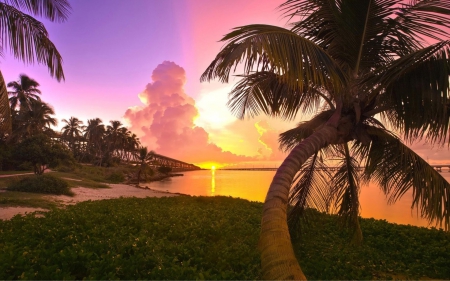 sunset, coast - sunset, coast, beach, palm