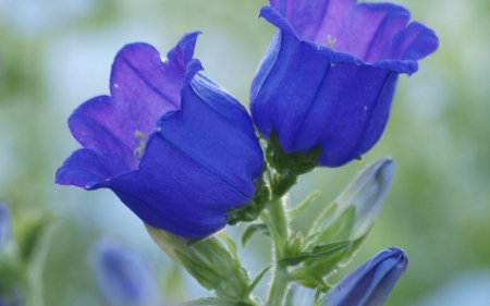 Beautiful Flowers - macro, flowers, nature, blue