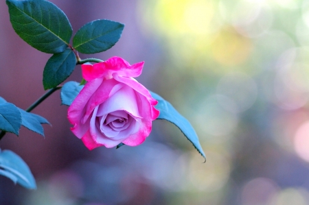 Rose of my day - image, wallpaper, color, rose, expression, new