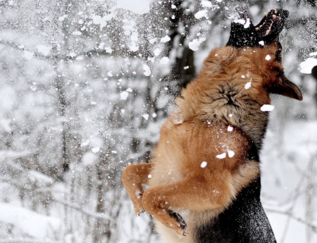 Catch the snow - dog, image, wallpaper, color, new, expression