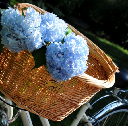 Blue Hydrangea in basket - basket, flower, picture, blue