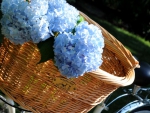 Blue Hydrangea in basket