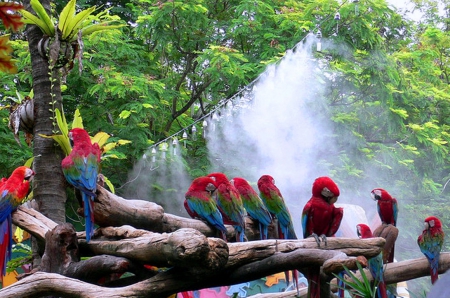 Parrot's party - parrots, image, expression, color, new, wallpaper