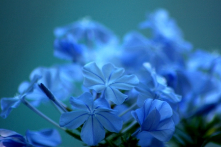 Soft blue - wallpaper, flowers, image, new, expression, color