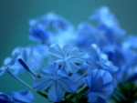 Soft blue