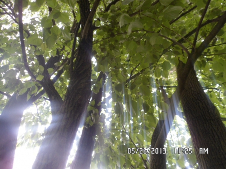 Beams of light - nature, green, trees, light