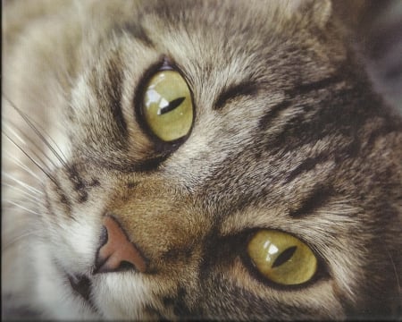 A face of a tabby cat - tabby, cute, face, paws, cat