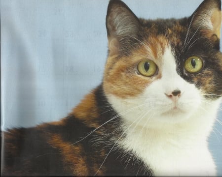 Calico cat