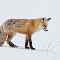 Fox in snow