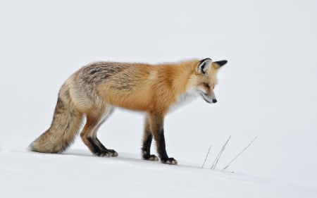 Fox in snow - snow, winter, wild life, fox