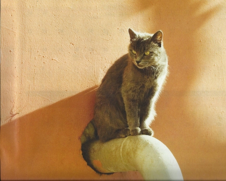 A cat on the pipe - gray, cute, paws, cat, pipe