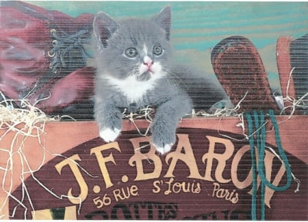 A kitten sitting in a wooden box