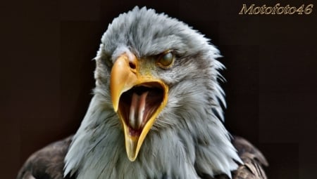 Eagle - close up, eagle, portrait, head