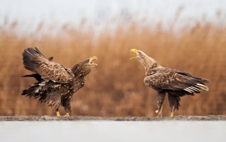 Eagle talk - eagle, wild life, talk, wings