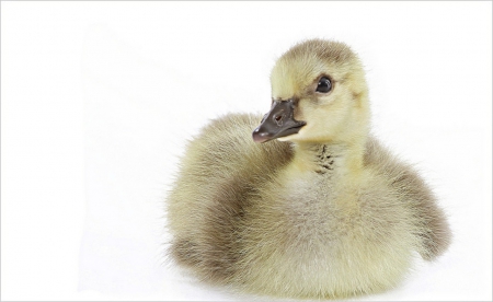 Duckling - duckling, duck, adorable, cute, bird