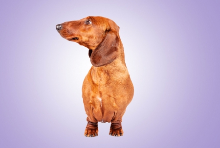 Dachshund on purple - dog, pet, dachshund, purple