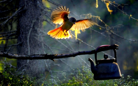 NIGHT GUEST - forest, bird, kettle, light, camping, night