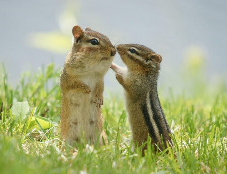 Cute chipmunks - squirrel, chipmunks, sweet, summer, grass