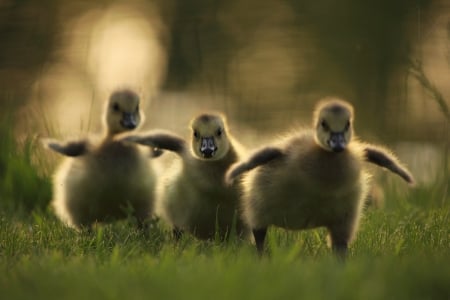 Baby geeses - bird, cute, gosling, spring, baby