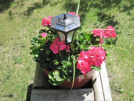 My little flowers pot - red, light, flowers, photography, green, grass