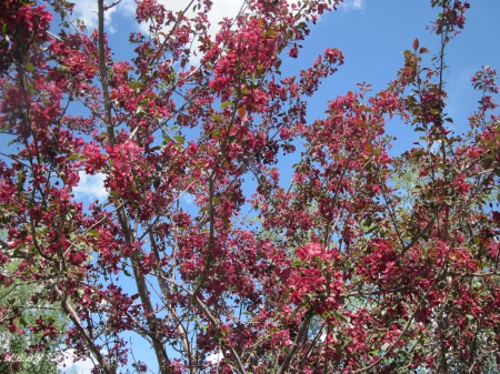 Colorful Spring time - sky, flowers, photography, trees, blue