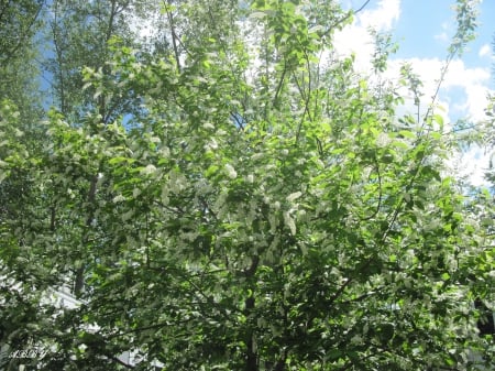 Spring at my Acres - white, trees, photography, green, flowers