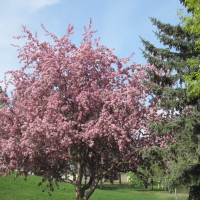 Pink trees in Spring season