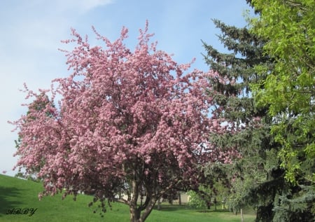 Pink trees in Spring season - trees, Flowers, green, photography, grass, pink, Fields