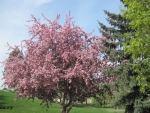 Pink trees in Spring season