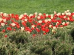 Colorful Tulips