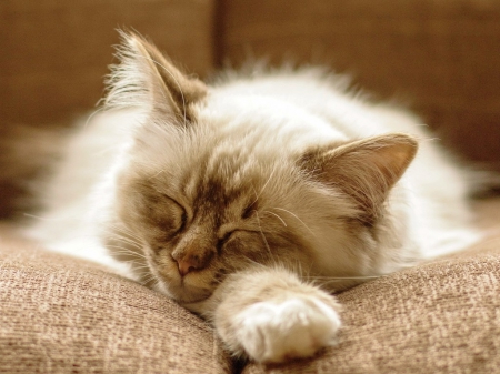 Cute cat - animals, cute, pet, cat, sleeping