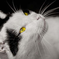 Yellow eyes cat