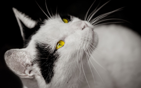 Yellow eyes cat - black, white, animal, yellow, cute, eyes, beauty, cat