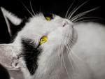 Yellow eyes cat