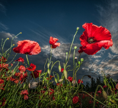 Field of Poppies - clouds, blooms, red, landscape, sky