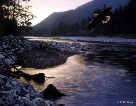 Edge of Tranquility - river, eagle, nature, landscape, forest, raptor