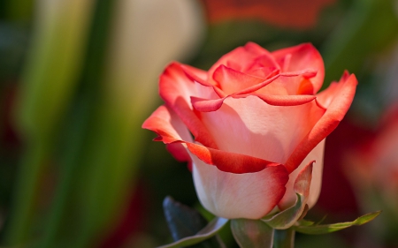 Rose - flower, tree, nature, rose