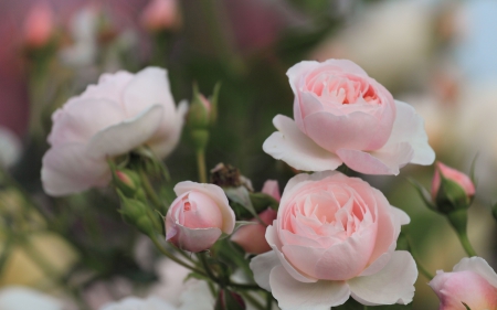 Rose - nature, leaf, rose, flower