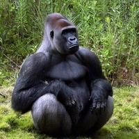 Gorilla 