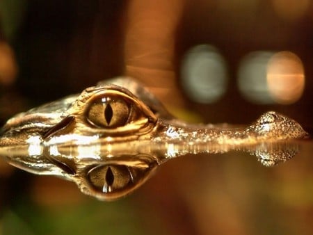 Aligator EYE reflexion